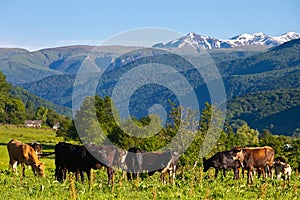 Herd of cows grazing on a pasture