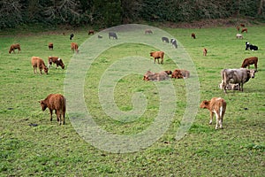 Herd of cows grazing on pasture, Azores