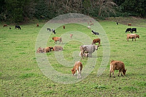 Herd of cows grazing on pasture, Azores