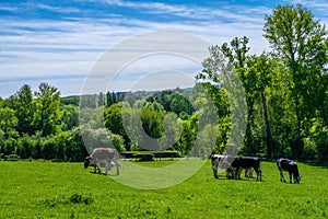 Herd of cows grazing on the pasture during daytime