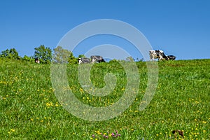 Herd of cows grazing on the pasture during daytime