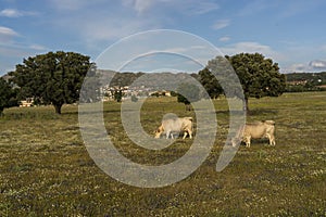 Herd of cows grazing on the pasture during daytime