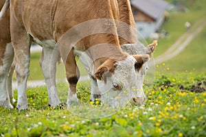 Herd of cows grazing on the pasture at daytime in Austria, Tauplitz