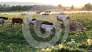 Herd of cows is grazing on the pasture in evening during sunset. Cattle return home.