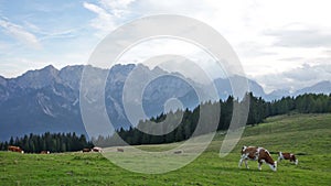 herd of cows grazing in a pasture in mountains, Alps