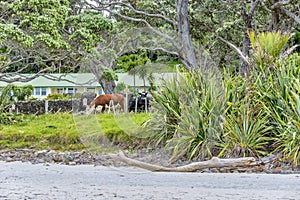 Herd of cows grazing on the pasture at New Chums Beach, New Zealand