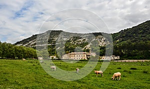 Herd of cows grazing on the pasture surrounded by high rocky mountains