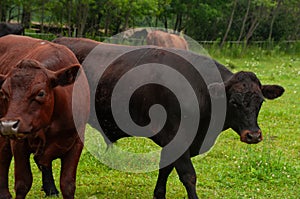 A herd of cows grazing on a pasture together