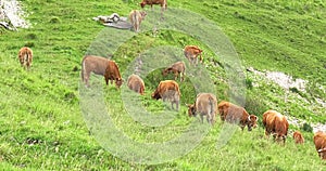 Herd of cows grazing with rain and original sounds