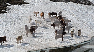 Herd of cows grazing on a snowfield close to an alpine lake. Italian Alps. Italy