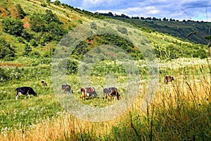 A herd of cows grazing on a summer green slope