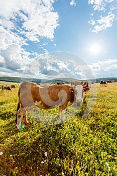 Herd of cows grazing on sunny field