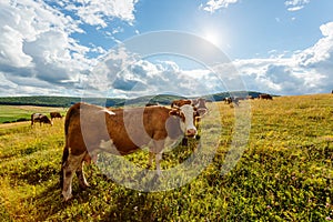 Herd of cows grazing on sunny field