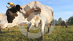 Herd of cows grazing at sunny lawn. Animals on pasture. Scenic background. Farming concept. Slow motion