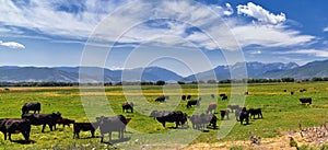 Herd of Cows grazing together in harmony in a rural farm in Heber, Utah along the back of the Wasatch front Rocky Mountains.