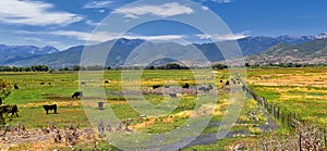 Herd of Cows grazing together in harmony in a rural farm in Heber, Utah along the back of the Wasatch front Rocky Mountains.