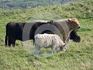 Herd of cows grazing on a vibrant green grassy field on a sunny day