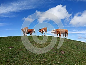 Herd of cows on green field