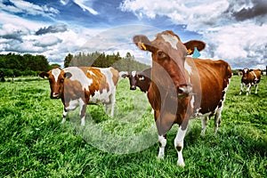 Herd of cows at green field