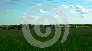 A herd of cows on a green field with blue sky white clouds. Day shooting animals in nature, sunny summer