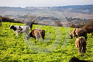 Herd of cows in green field