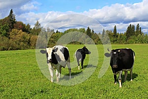 Herd of cows on a green field in sunny day