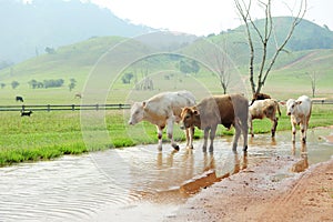 Herd of cows in green grass mountain