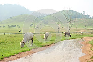 Herd of cows in green grass mountain