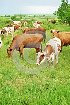 Herd of cows on a green meadow