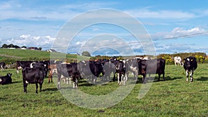 A herd of cows on a green pasture of a dairy farm in Ireland. A green grass field and cattle under a blue sky. Agricultural