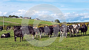 A herd of cows on a green pasture of a dairy farm in Ireland. A green grass field and cattle under a blue sky. Agricultural