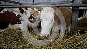 A herd of cows are having lunch at the farm. Many cows on the farm eat hay. The cows eat hay in a large corral under the