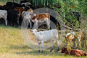 A herd of cows hides in the shade