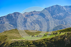 Herd of cows on a high mountain pasture