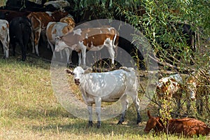 A herd of cows on a hot sunny day are hiding in the shade of trees