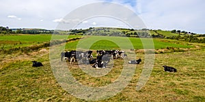 A herd of cows on an Irish farmer\'s pasture in summer. Cows in the field. Herd of cow on green grass field