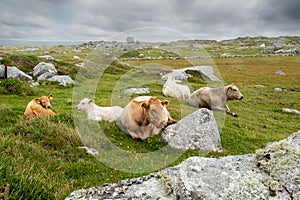 Herd of cows laying on a grass field. Blue cloudy sky. Agriculture industry. West of Ireland. Picturesque scenery. Irish landscape