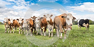 Herd of cows on a lush green pasture or meadow