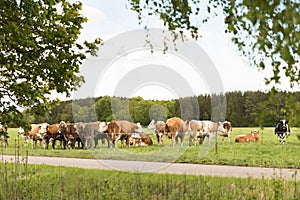 Herd of cows on a lush green pasture or meadow