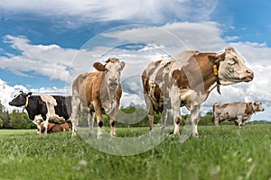 Herd of cows on a lush green pasture or meadow