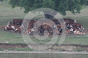 A herd of cows lying in the shade under a tree after grazing. Landscape with cows on a meadow near by lake. No post process, no sh