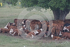 A herd of cows lying in the shade under a tree after grazing. Landscape with cows on a meadow near by lake. No post process, no sh