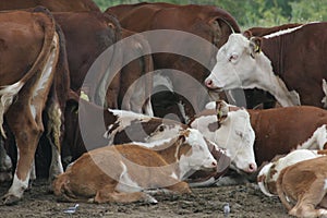 A herd of cows lying in the shade under a tree after grazing. Landscape with cows on a meadow near by lake. No post process, no sh