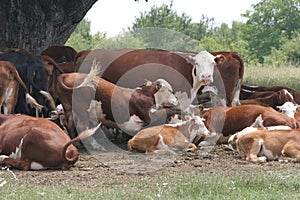 A herd of cows lying in the shade under a tree after grazing. Landscape with cows on a meadow near by lake. No post process, no sh