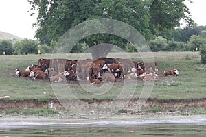 A herd of cows lying in the shade under a tree after grazing. Landscape with cows on a meadow near by lake. No post process, no sh