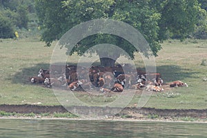 A herd of cows lying in the shade under a tree after grazing. Landscape with cows on a meadow near by lake. No post process, no sh