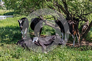 A herd of cows in the meadow