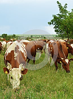 Herd of cows on a meadow