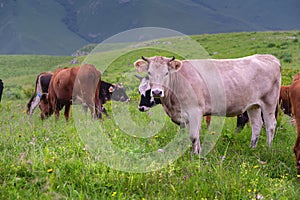 herd of cows in a meadow in a beautiful mountain landscape. livestock grazing on green pasture