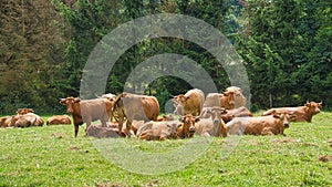 Herd of cows in a meadow. Brown farm animals lying relaxed in the grass